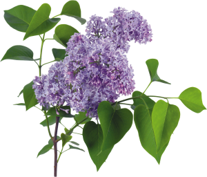 Lilac PNG-85153